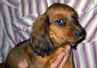 Miniature Longhaired