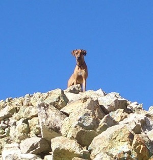 Guinness and Savannah